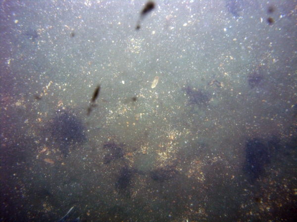 Image of seabed - photo.