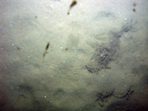 Image of seabed - photo.