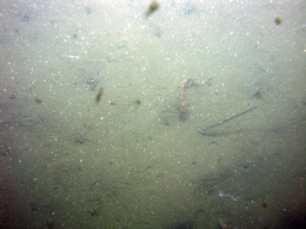 Image of seabed - photo.