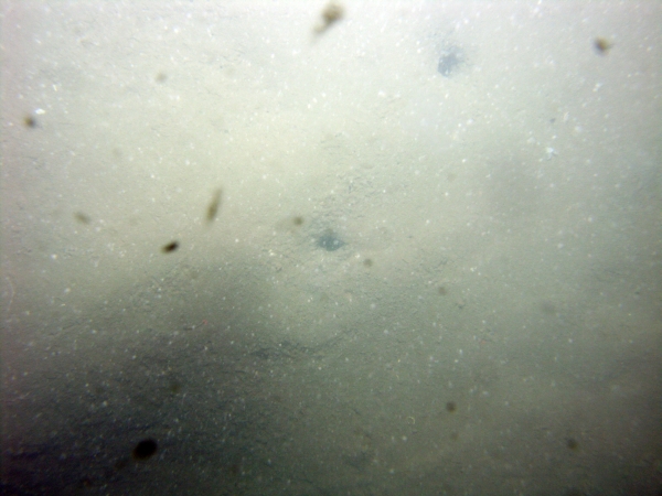 Image of seabed - photo.