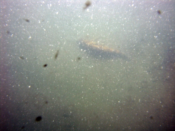 Image of seabed - photo.