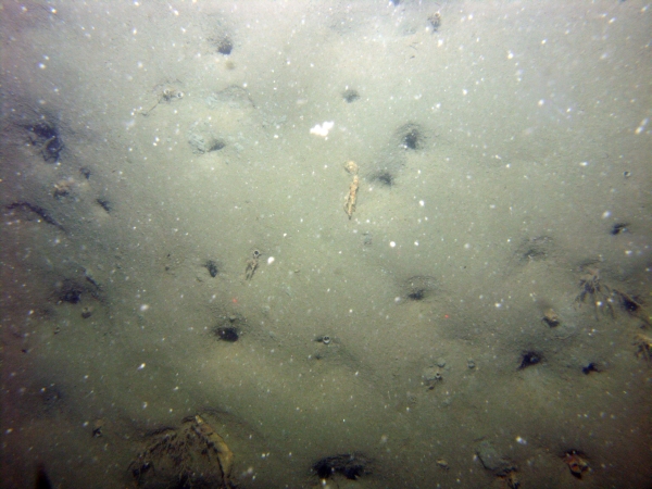 Image of seabed - photo.