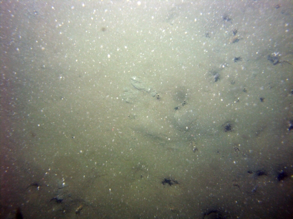 Image of seabed - photo.