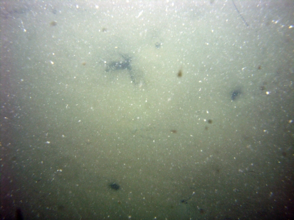 Image of seabed - photo.