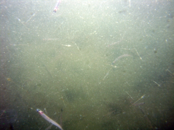 Image of seabed - photo.