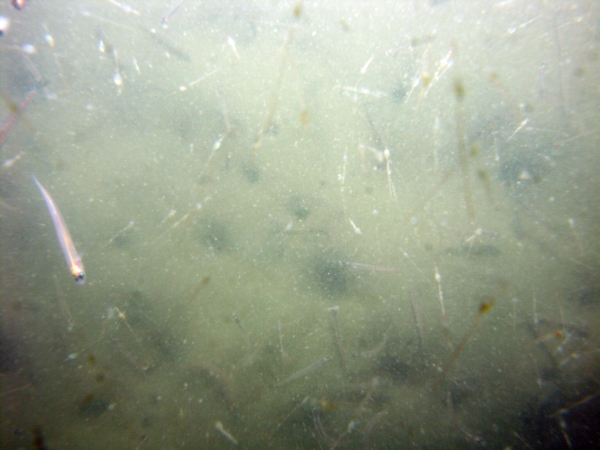 Image of seabed - photo.