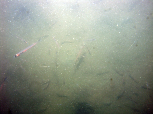 Image of seabed - photo.