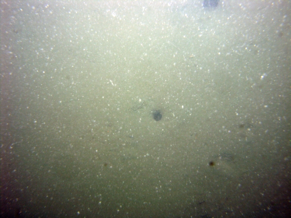 Image of seabed - photo.