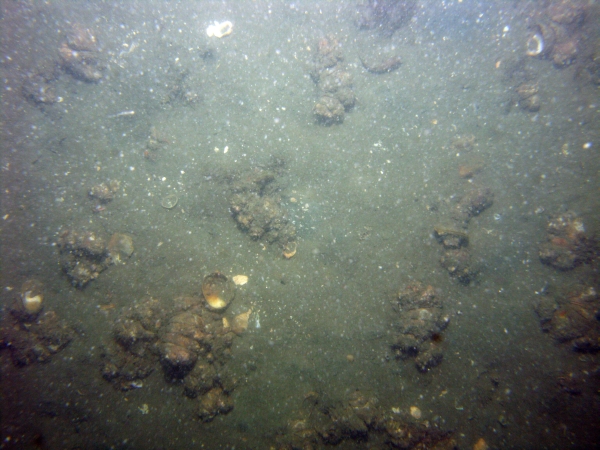 Image of seabed - photo.