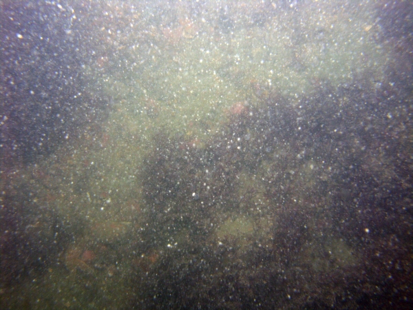 Image of seabed - photo.