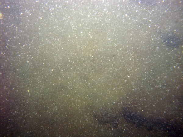 Image of seabed - photo.