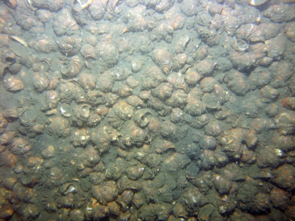 Image of seabed - photo.