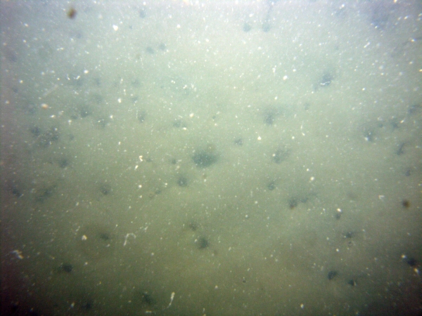 Image of seabed - photo.