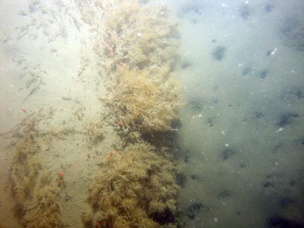 Image of seabed - photo.