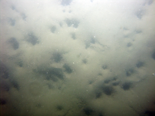 Image of seabed - photo.