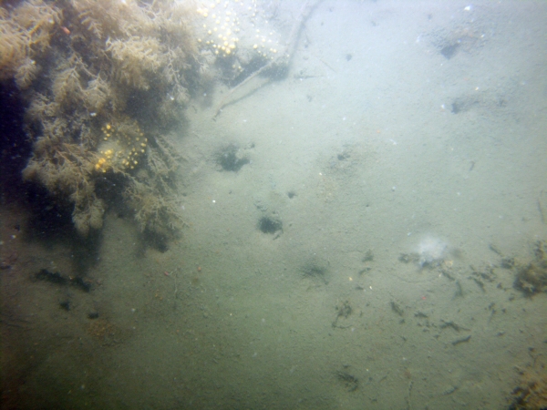 Image of seabed - photo.