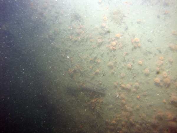 Image of seabed - photo.