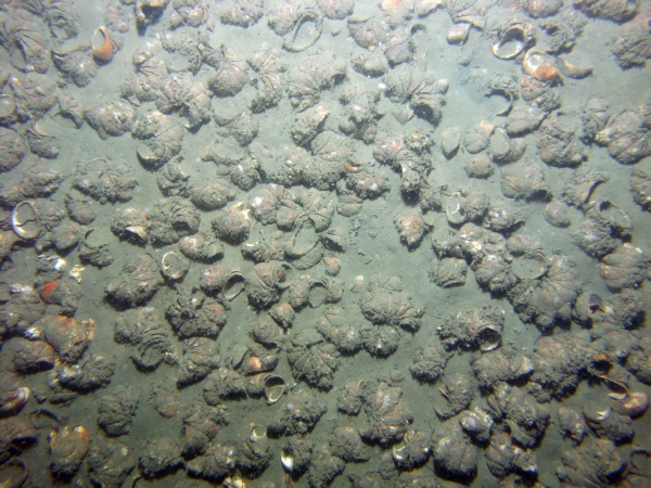 Image of seabed - photo.