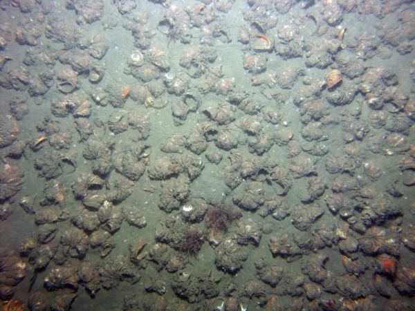 Image of seabed - photo.