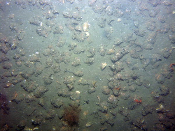 Image of seabed - photo.