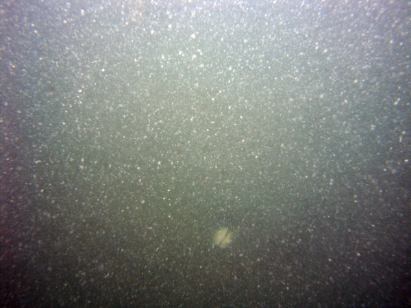 Image of seabed - photo.