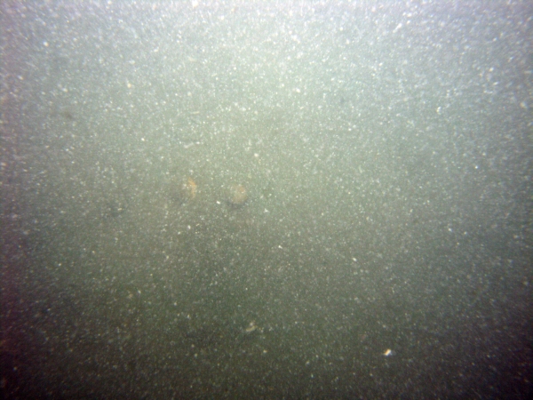 Image of seabed - photo.