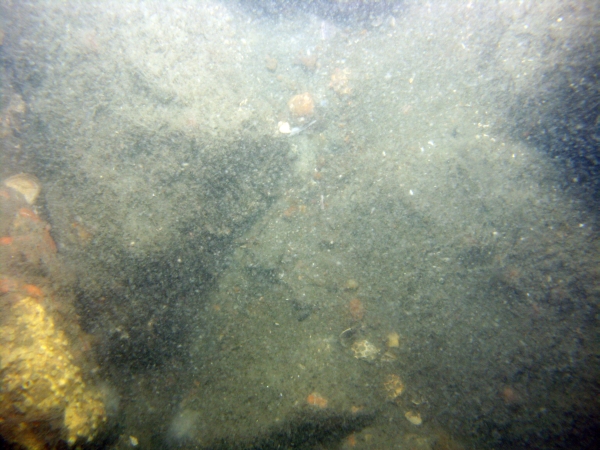 Image of seabed - photo.