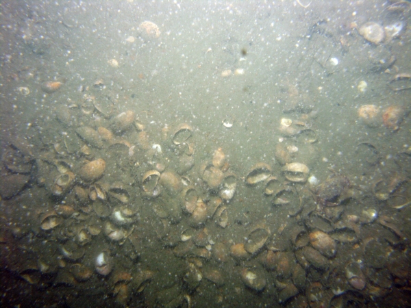 Image of seabed - photo.