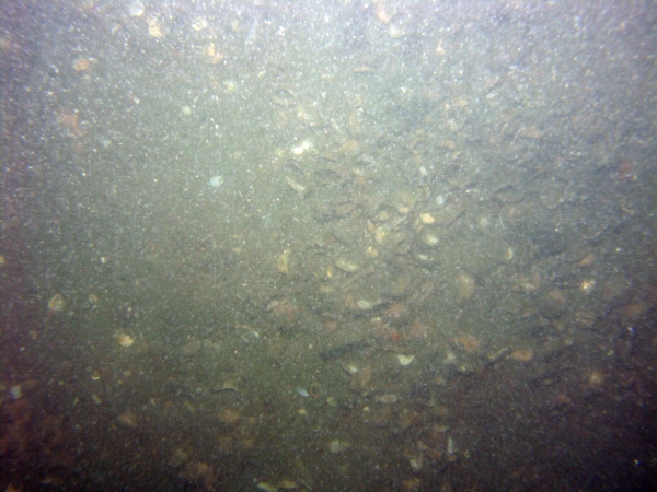 Image of seabed - photo.