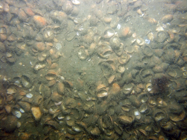 Image of seabed - photo.