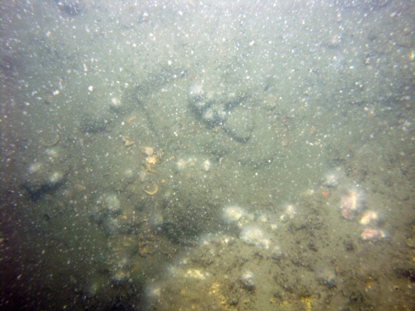 Image of seabed - photo.