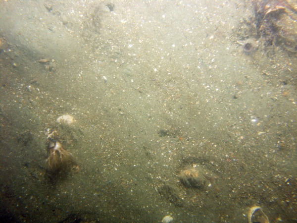 Image of seabed - photo.