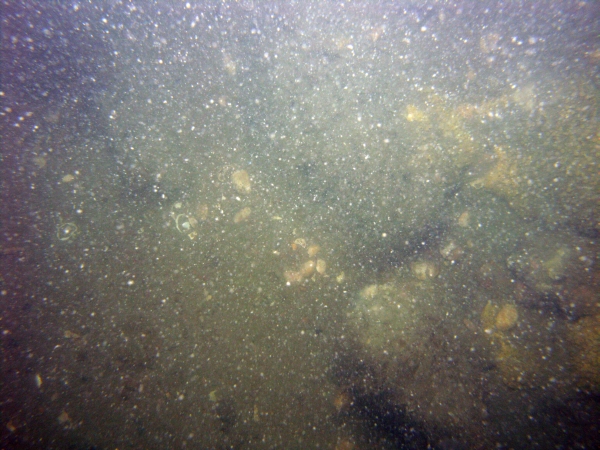 Image of seabed - photo.