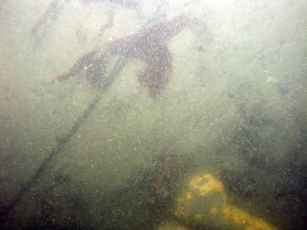 Image of seabed - photo.