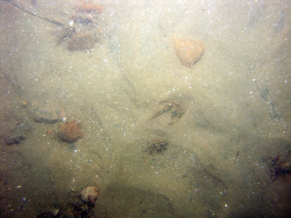 Image of seabed - photo.