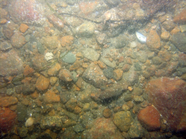 Image of seabed - photo.