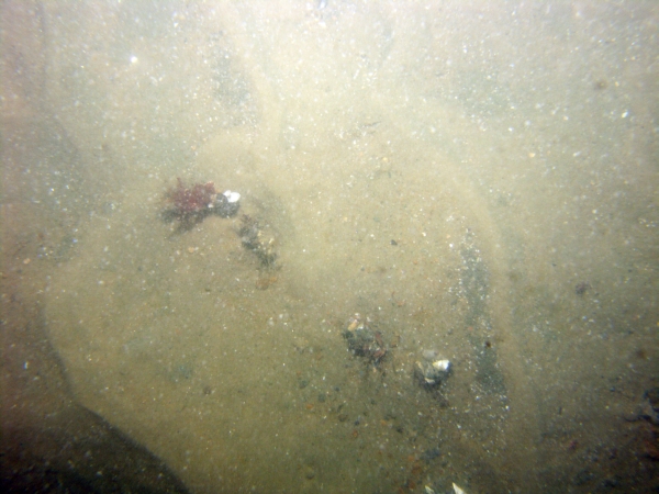 Image of seabed - photo.