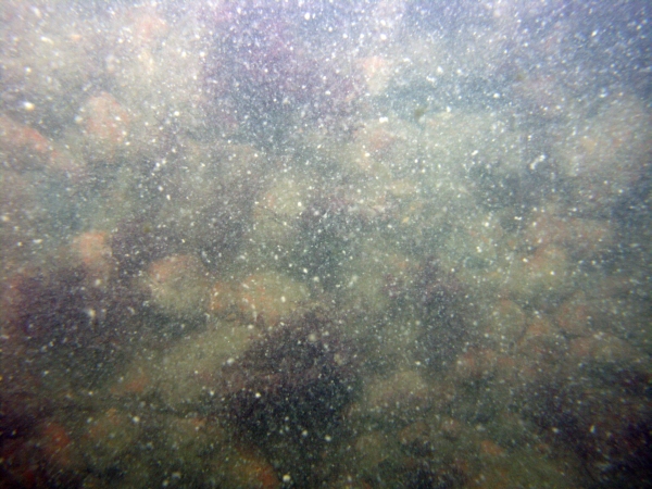 Image of seabed - photo.