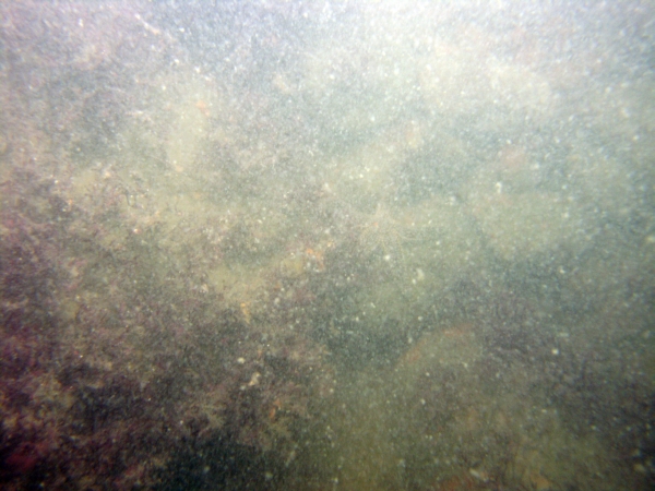 Image of seabed - photo.