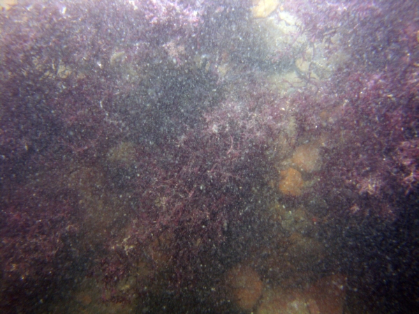 Image of seabed - photo.