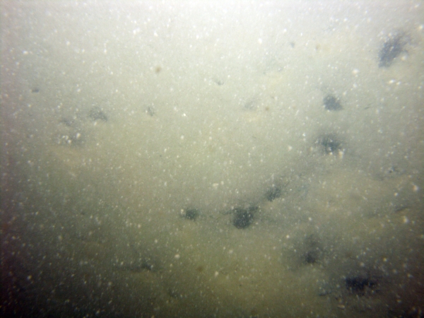 Image of seabed - photo.