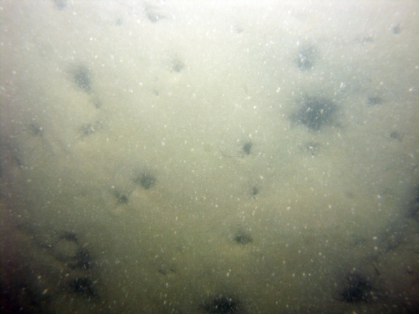 Image of seabed - photo.