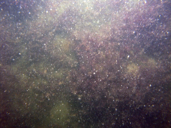 Image of seabed - photo.