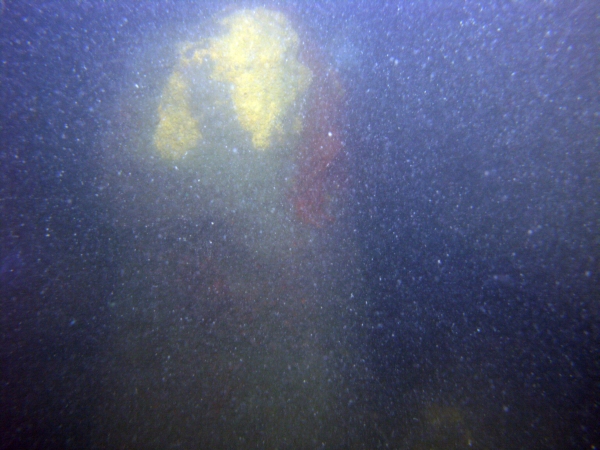 Image of seabed - photo.