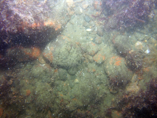 Image of seabed - photo.