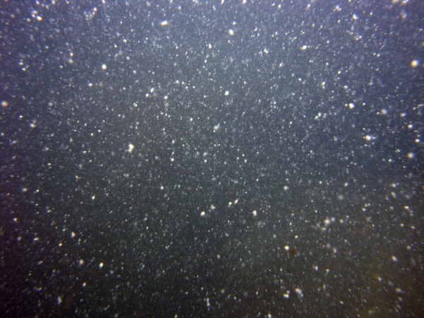 Image of seabed - photo.