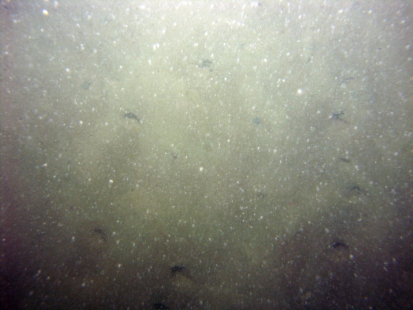 Image of seabed - photo.