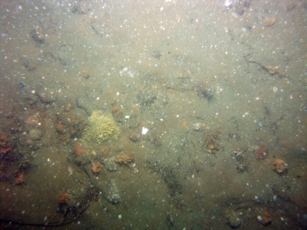 Image of seabed - photo.