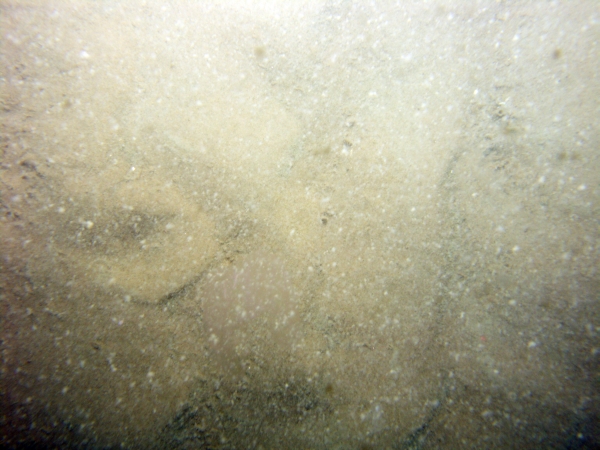 Image of seabed - photo.