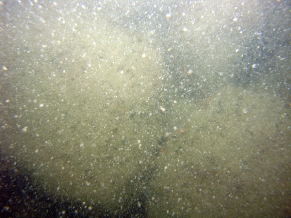 Image of seabed - photo.